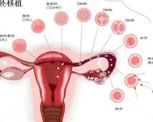 上海最早做试管的医院成功率有多高！上海试管哪家医院成功率最高！