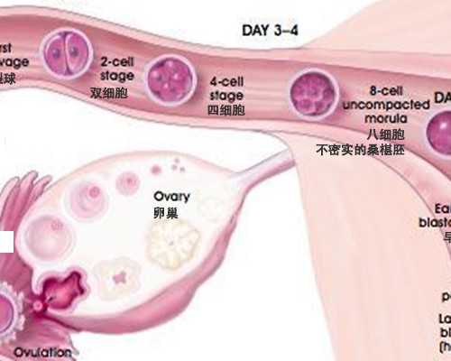 上海代腹生子多少钱,上海供卵机构排行,俄罗斯做供卵代孕婴儿可以性别选择吗