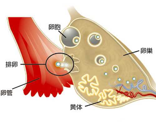 上海哪里代怀,上海第三代试管婴儿医院排名哪家强？