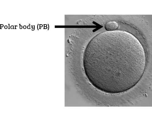 上海代怀价格6万,试管婴儿技术发展，需要我们自身注意哪些-上海供卵试管公司