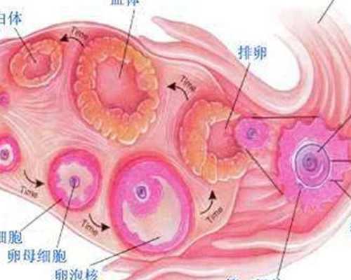 只有aa69助孕河北试管[卵巢早衰供卵群],供卵试管费用是多少？广西民营医院捐