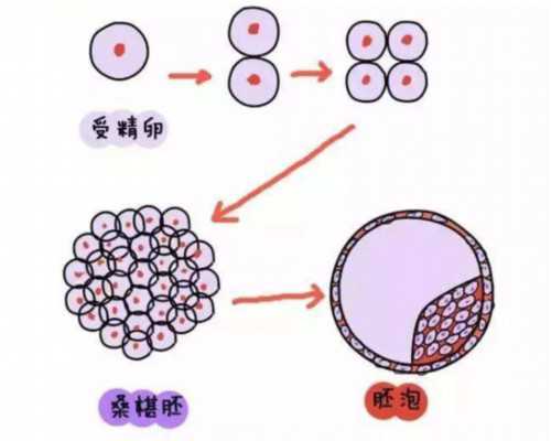 育儿嫂和月嫂区别_怎么考育儿师,专家分析导致不孕不育症的因素有哪些