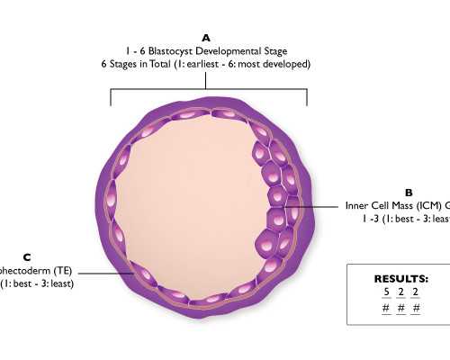 上海包成功代怀网,上海瑞金医院做供卵试管婴儿费用多少？10万够吗？-上海供