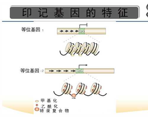 上海代怀公司收费,上海集爱医院可以做第三代试管婴儿吗？成功率多高？